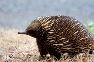Echidna: животно или обаждане?